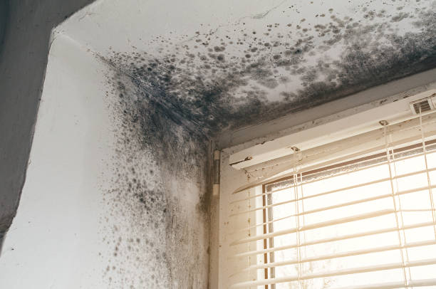 Trusted Commercial Mold Remediation service in Elizabeth, CO - Cheap Mold Removal