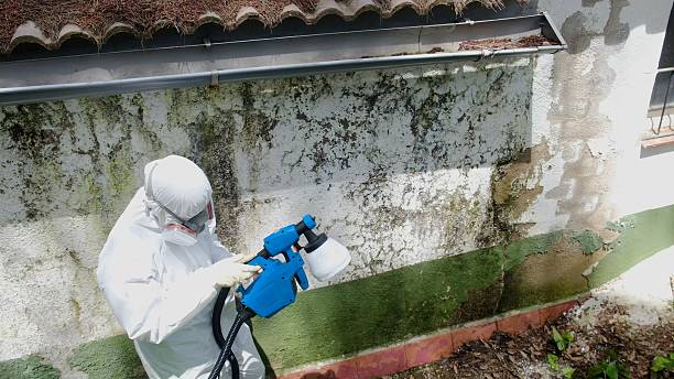 Top rated local Basement Mold Removal specialists in Elizabeth, CO
